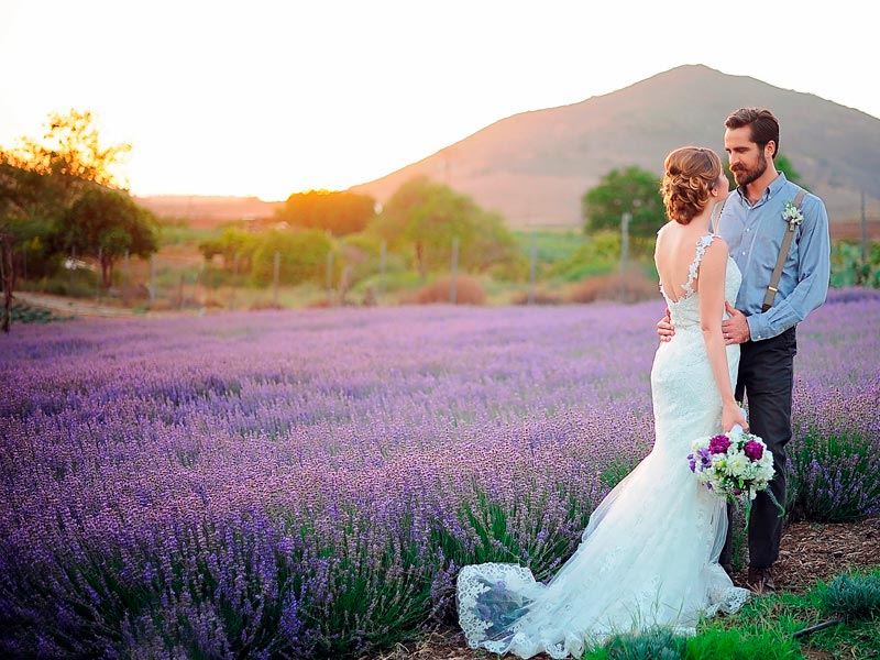 Decora tu boda con flores de lavanda Espigas violetas para tu día soñado